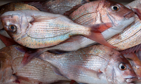 The 2024-25-26-27 Salaries offer for Fisheries Officers: Your chance to vote