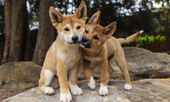 Attending Service NSW Offices to renew your Working with Children Check