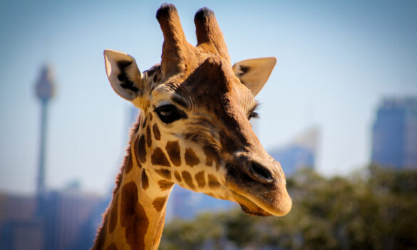 Taronga Conservation Society reminder: The People Matter Employment Survey closes tomorrow