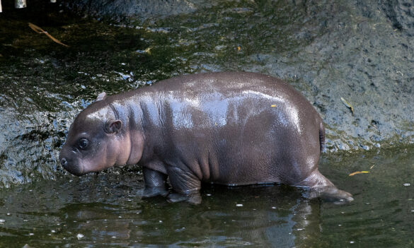Taronga Zoo: PSA seeks feedback