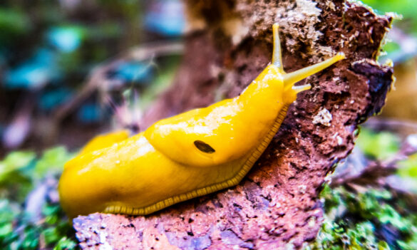 The banana slug