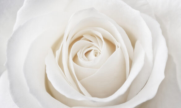 Tribute to Courtney Stark