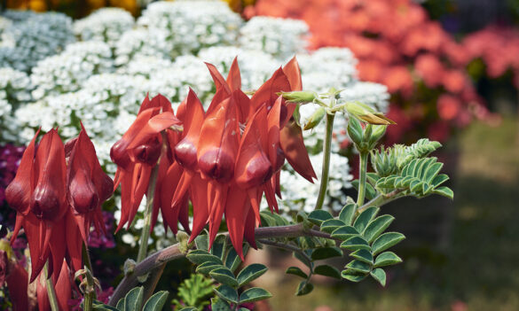 Your update on the Charles Sturt Enterprise Agreement