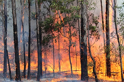 Rural Fire Service: Award update