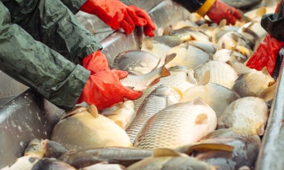 Fisheries branch raises concerns over disciplinary matters