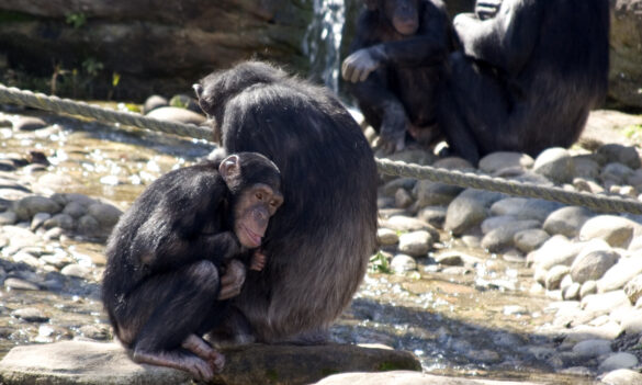 PSA Wins for Casuals!