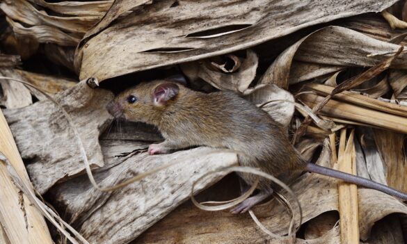 SAFETY ALERT: Mouse plague in NSW