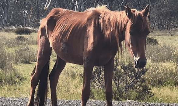 Starving brumbies ‘carving away’ NSW park – SBS 02/05/2019