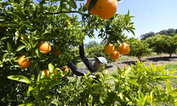 Troy Wright, Assistant General Secretary of the Public Service Association, on the invasive species announcement