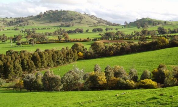 Local Land Services Joint Consultative Committee
