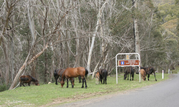 Feral horses plan requires well-resourced, and protected, NPWS staff – 22 Feb 2022