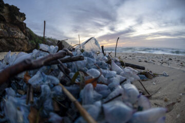 Environment Protection Authority member update: Friday 27 March