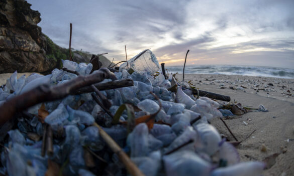 Environment Protection Authority member update: Friday 27 March