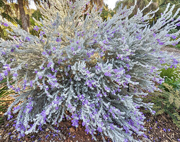 Meeting for PSA members at the Botanic Gardens in Sydney, Mt Tomah and Mt Annan