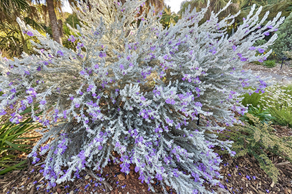 Meeting for PSA members at the Botanic Gardens in Sydney, Mt Tomah and Mt Annan