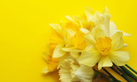 Marking Daffodil Day with the PSA CPSU NSW and Osara Health
