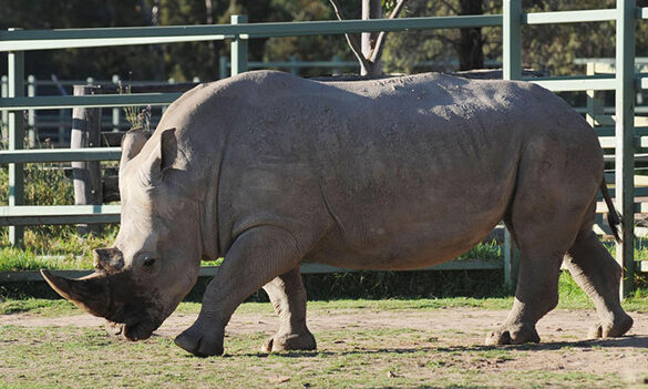Proposed Change Management Plan, consultation for the Serengeti Resort, Taronga Western Plains Zoo